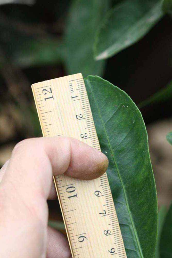              Unifoliolate leaf (Riverside, CA)       